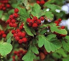 I got a dozen one year that oakleaf mountain ash sorbus hybrida, sorbus thuringiaca 25 x 20 leaflets aren't separated fully. Oak Leaf Mountain Ash Cashman Nursery