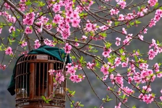 H&igrave;nh ảnh hoa đ&agrave;o ng&agrave;y Tết: Biểu tượng sắc xu&acirc;n v&agrave; t&agrave;i lộc