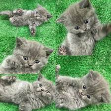 cuteeee cute cats and kittens cute animals beautiful cats