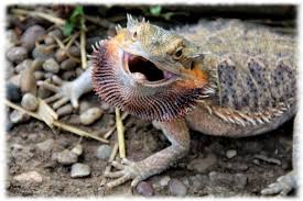 Share dragon wallpaper hd 1080p with your friends. Bearded Dragons Wallpaper Pics Bearded Dragon Lizard 980x652 Wallpaper Teahub Io