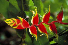 Lobster Claw False Bird Of Paradise Birds Of Paradise Plant Rainforest Flowers Birds Of Paradise