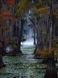 Caddo Swamp Taxas Nature Lake Beautiful Forest