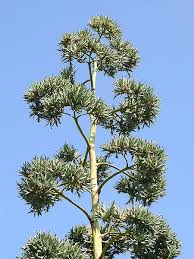 Image result for Agave sisalana