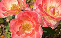 New England Fall Flower Show