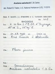 Image result for Aneilema welwitschii