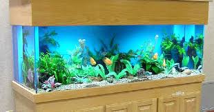 Ukuran p30 x l30 x t40 cm. 10 Cara Memilih Aquarium Atau Tempat Ikan Louhan Jenis Tanaman Hidroponik