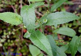 Image result for Tragia glabrata