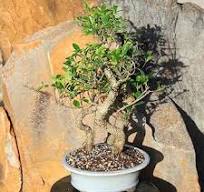 Brussel's Bonsai Live Golden Gate Ficus Grove Indoor Bonsai Tree-7 Years  Old 10" to 14" Tall with Decorative Container, Medium