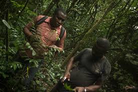 Image result for Craterispermum