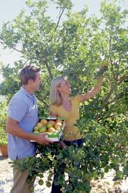 There are many different ways to root fruit tree cuttings, but this method has worked for me, while being low cost, and super easy to do. Dormant Fruit Tree Spray Homemade Fruit Trees