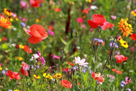 Belli fiori selvatici in un prato. Foto Fiori Di Campo Immagini Fiori Di Campo Da Scaricare Foto Stock Depositphotos