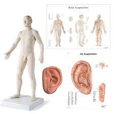 Start learning from the best resource! Male Acupuncture L Ear Model Body And Ear Chart 3b Scientific 3011939 Acupuncture Models Acupuncture Reference Figures