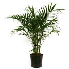 Indoor non flowering house plants. Non Flowering House Plant Indoor Plants Plants Garden Flowers The Home Depot