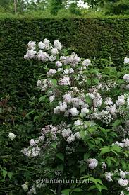 Image result for Deutzia x hybrida ′Mont Rose