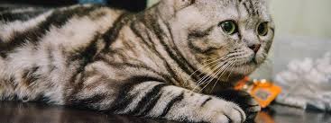 Sogenannte kleintiere bedürfen keine erlaubnis vom vermieter. Tierversuche Katzen Ubertragen Corona Nur Funf Tage Lang Mdr De