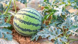 Tricks Tips To Germinate Watermelon Seeds Growing Watermelon From Seed Watermelon Plant Watermelon