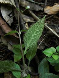 Image result for Adenostemma