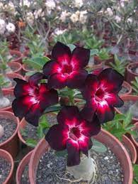 Pink Black White Desert Rose Seeds Adenium Flower Perennial Seed 4pcs In 2021 Desert Rose Plant Rose Seeds Flower Seeds