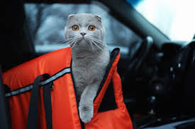 Cats are usually brilliant at keeping themselves clean on a daily basis, but if your cat starts to lick it's all part of the grooming behaviour learnt as a kitten when snuggled up with her mother and 2. How To Prevent Motion Sickness In Cats Adventure Cats