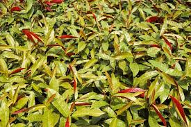 Image result for Excoecaria