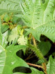 Image result for Urera