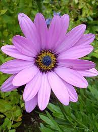They are native to southern africa and the arabian peninsula. Osteospermum Grow Guide