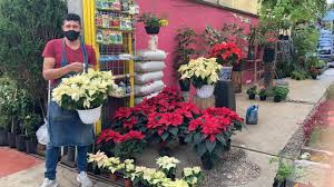 Well you're in luck, because here they come. Poinsettia Sales Struggle To Bloom In Mexico During Pandemic Fronteras