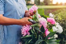 Check spelling or type a new query. When To Cut Back Peonies And Do They Bloom Back Conserve Energy Future