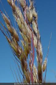 Image result for Sorghastrum nudipes