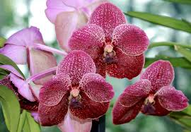 Image result for Orchidaceae