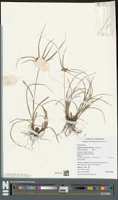 Image result for Thomandersia laurentii