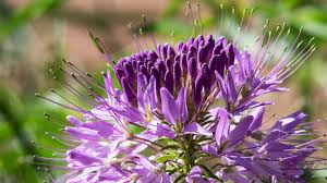Image result for Cleome schimperi