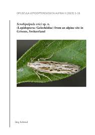 Image result for Scrobipalpula diffluella