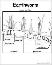 Digestive system o prostomium o mouth o pharynx o esophagus nervous system o cerebral. Animal Diagrams Earthworm Labeled Parts Abcteach