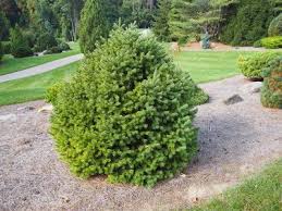 Douglas Fir Tree Care Tips On Planting A Douglas Fir Tree Douglas Fir Tree Plants Tree Care