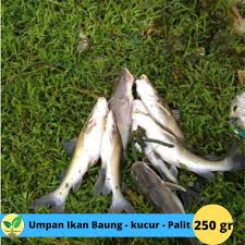 Adapun cara pembuatan umpan tersebut di antaranya sebagai berikut. Kucur Umpan Ikan Baung Shopee Indonesia