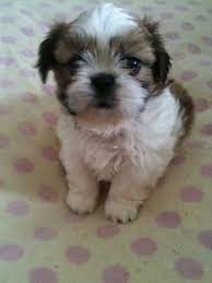 Teacup Shih Tzu Puppies For Sale In Ho Chi Minh City Vnm 10 June 2 Puppy Adoption Shih Tzu Puppy Free Puppies