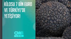 Kara mantar hastalığı ilk nerede ortaya çıktı? Kilosu 7 Bin Euro Ve Turkiye De Yetisiyor Youtube