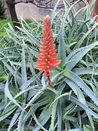 Image result for Aloe arborescens