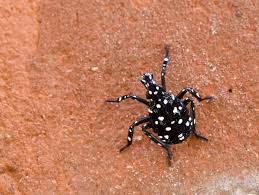 You can spray this oil on these bugs to kill them on contact. 5 Years Into The Spotted Lanternfly Invasion Local News Pottsmerc Com
