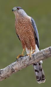 Small Bird With Yellow Stripe On Head Hawks Pictures Google Search Birdsofprey Bird Of Prey Lifecommunity Favorites From Pin Board 09 Cooper S Hawk Hawk Pictures Wild Birds