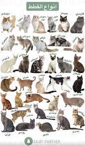 pin by re0o0ry ه م س ات ع اب ر ة on my photo صوري pet birds cute animals kittens cutest
