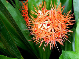 Image result for Scadoxus cinnabarinus