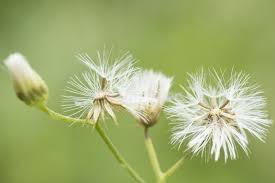 Image result for Vernonia cinerea