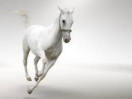 Find your perfect desktop wallpaper for your pc or laptop! White Horse Running Desktop Wallpaper Hd Wallpapers13 Com