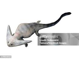 Image result for Leptaulus