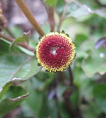 Image result for Spilanthes