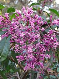 Many gardeners seek plants with pretty flowers, just as many seek specimens with evergreen leaves. Tree Fuchsia Fuchsia Arborescens Tropical Evergreen Shrub Or Tree Zones 9 11 10 30 Ft Tall Up To 12 Ft Wid Arborescens Evergreen Shrubs Propagating Plants