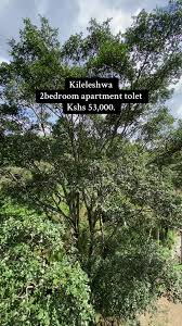 Image result for Haplocoelum foliolosum