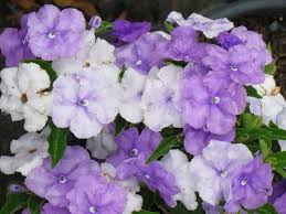 Image result for Brunfelsia pauciflora